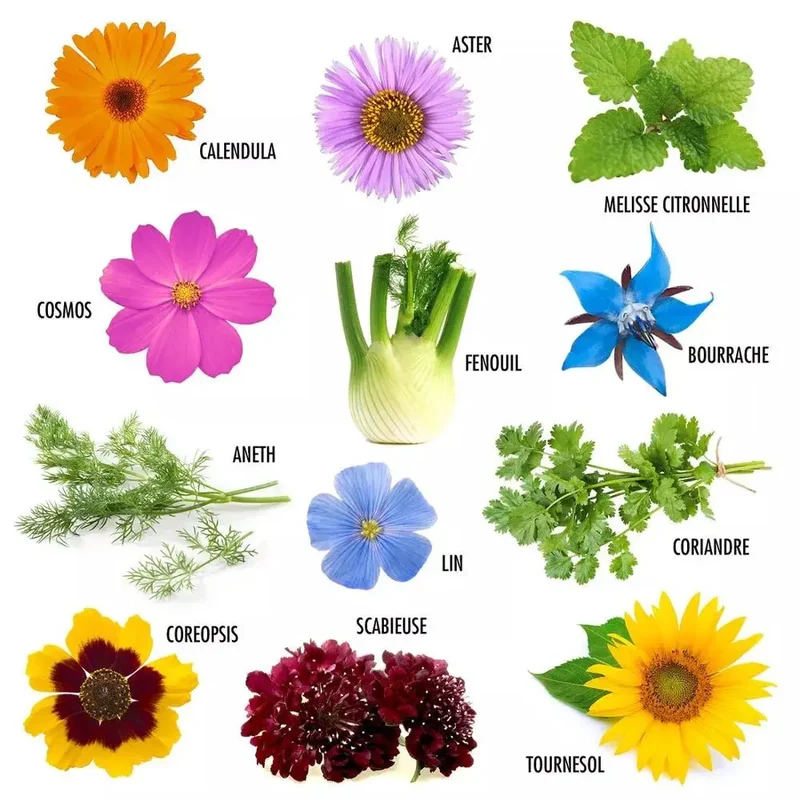 Enveloppe de 12 sachets - Fleurs à papillons