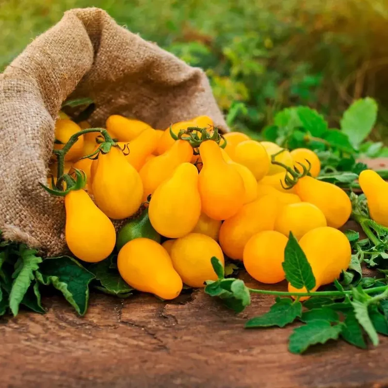 Pot Terre cuite Basalte 13cm - Tomate poire jaune Bio - Radis et Capucine
