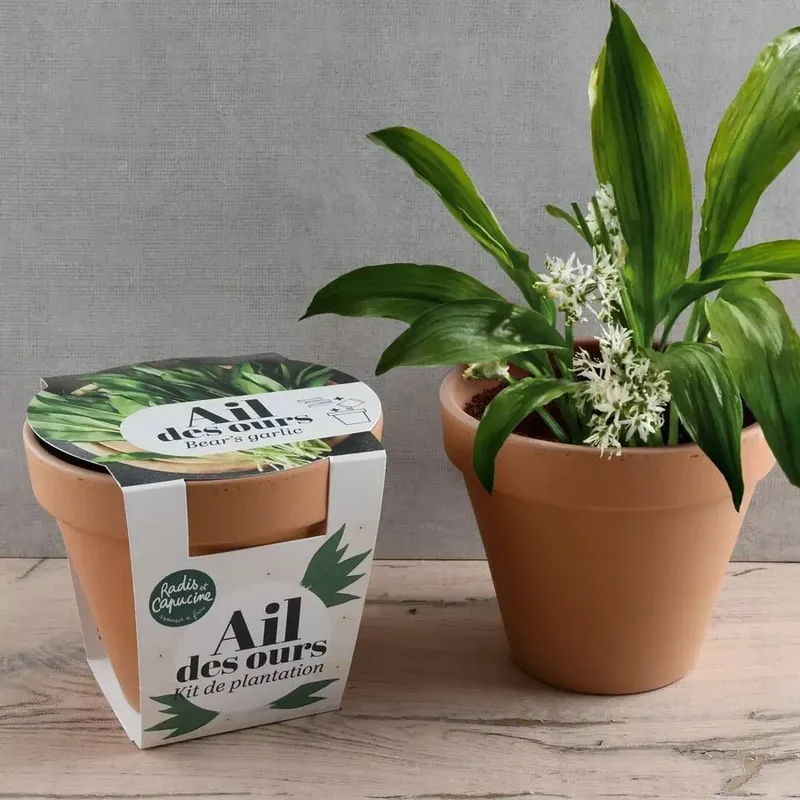 Pot Terre cuite Antique - Ail des ours - Radis et Capucine
