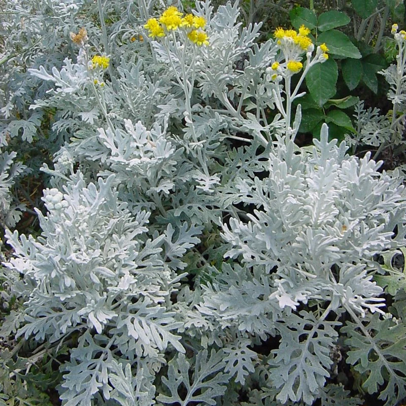 CINERARIA MARITIMA VASO 12CM