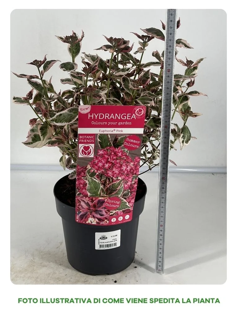 HYDRANGEA EUPHORIA ROSA IN VASO DA 15CM