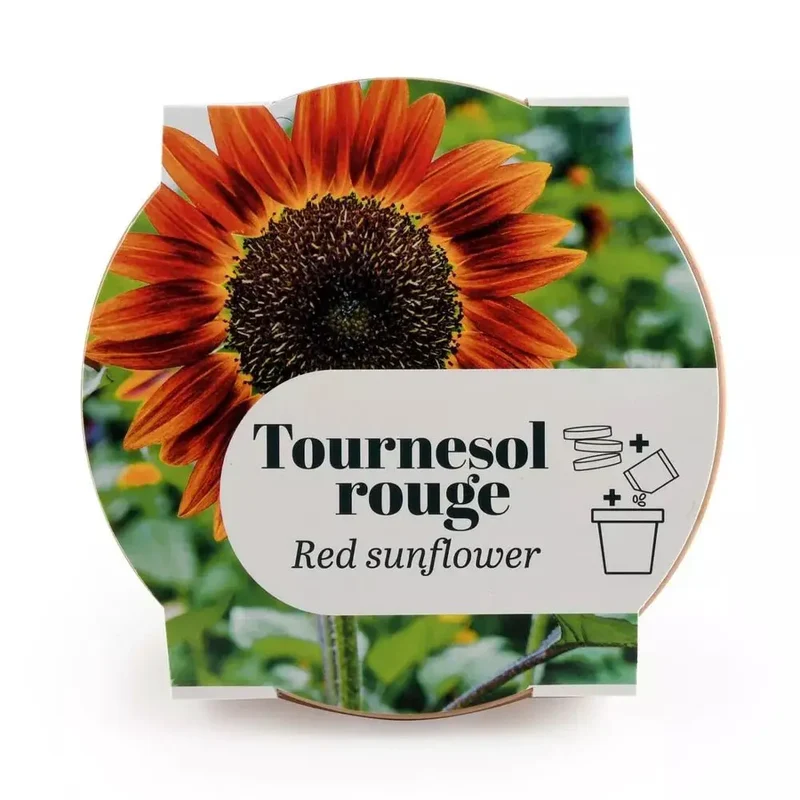 Pot Terre cuite Antique - Tournesol rouge