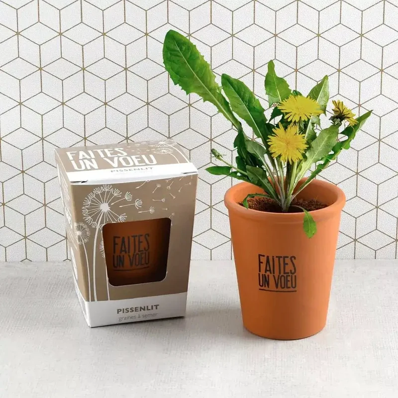 Kit message "Faites un voeu" - Pissenlit - Radis et Capucine