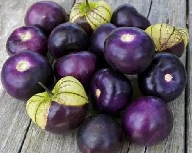Pot Terre cuite Basalte 13cm Tomates Violettes - Radis et Capucine