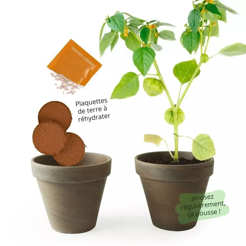 Pot Terre cuite Basalte 13cm Tomates Violettes - Radis et Capucine