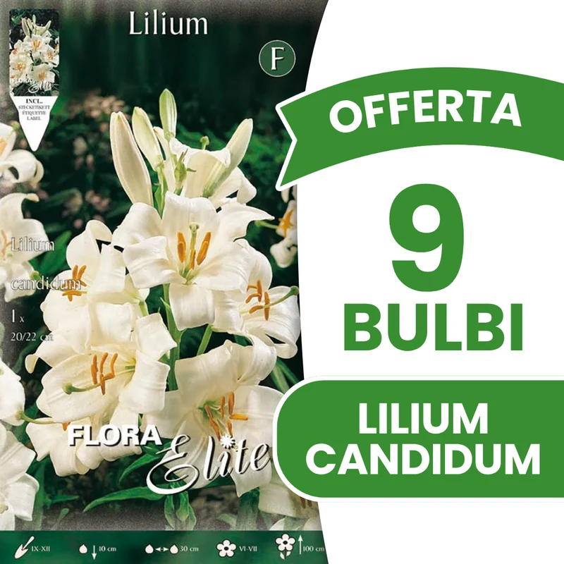 OFFERTA 9 BULBI DI LILIUM CANDIDUM