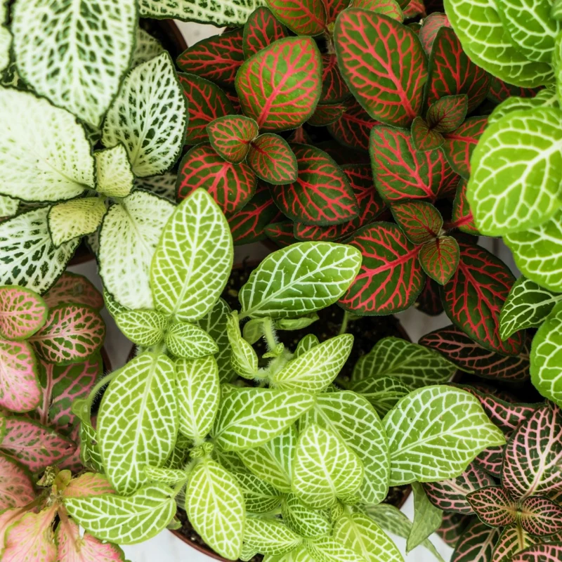 FITTONIA COLORI ASSORTITI IN CIOTOLA 17CM