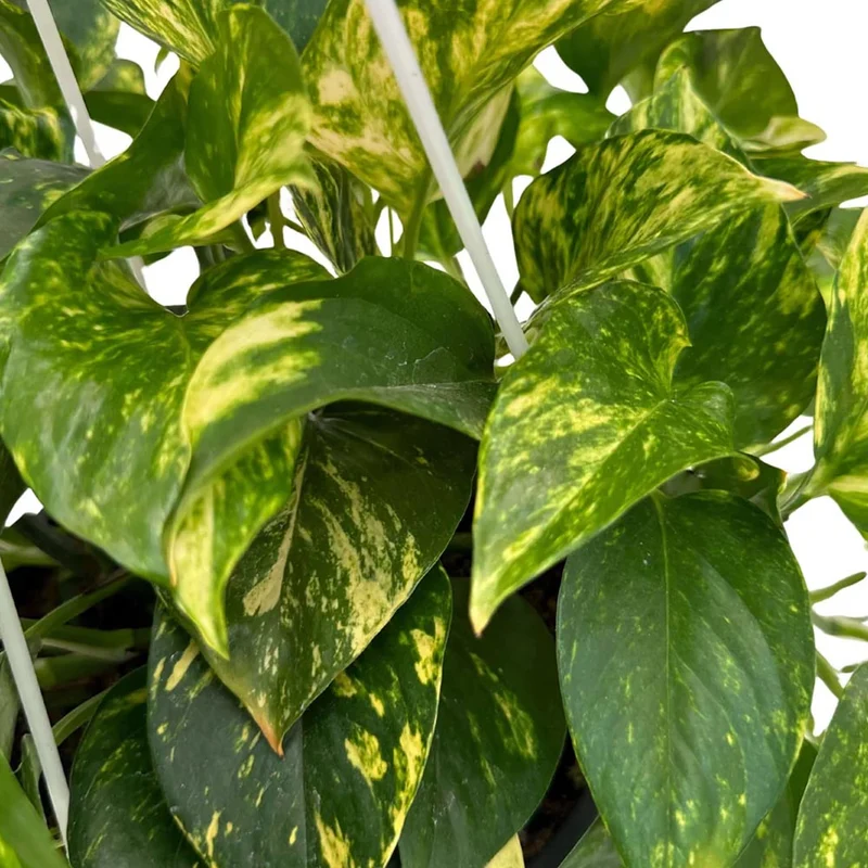 SCINDAPSUS PHOTOS HAWAIANA IN CIOTOLA DA 17CM