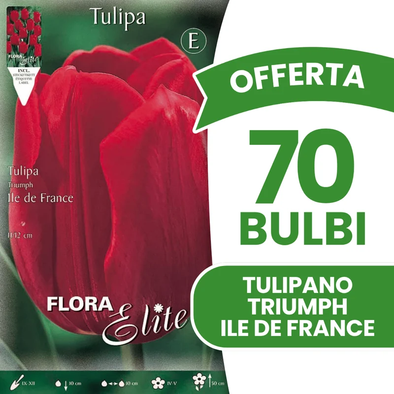 OFFERTA 70 BULBI DI TULIPANO TRIUMPH ILE DE FRANCE