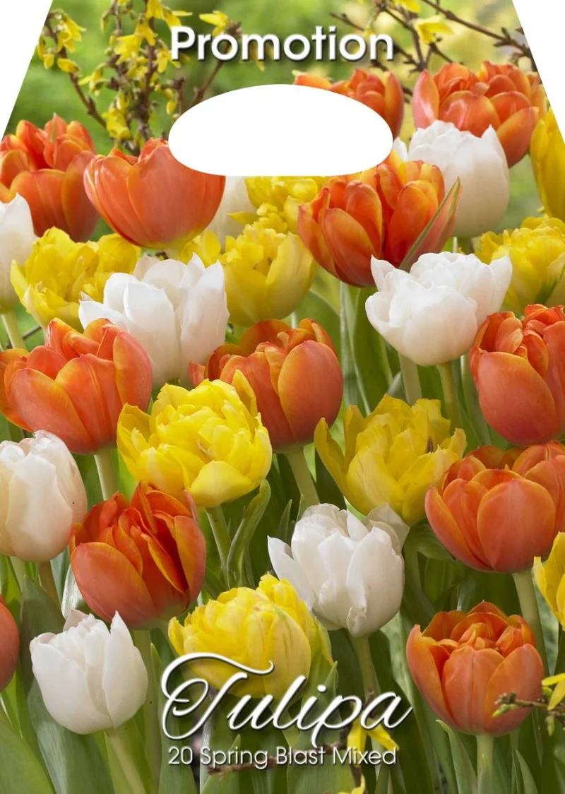 Mix Bulbi di Tulipano Spring Blast 20 Bulbi