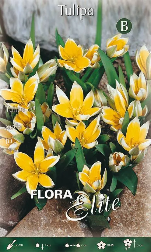 Bulbi di Tulipano Tarda 10 Bulbi