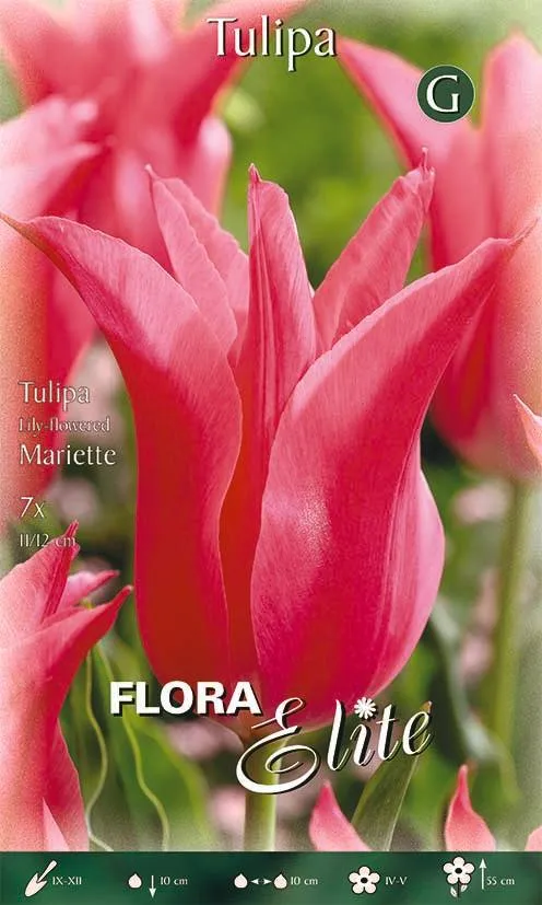 Bulbi Tulipano a Fiore di Giglio Mariette 7 Bulbi