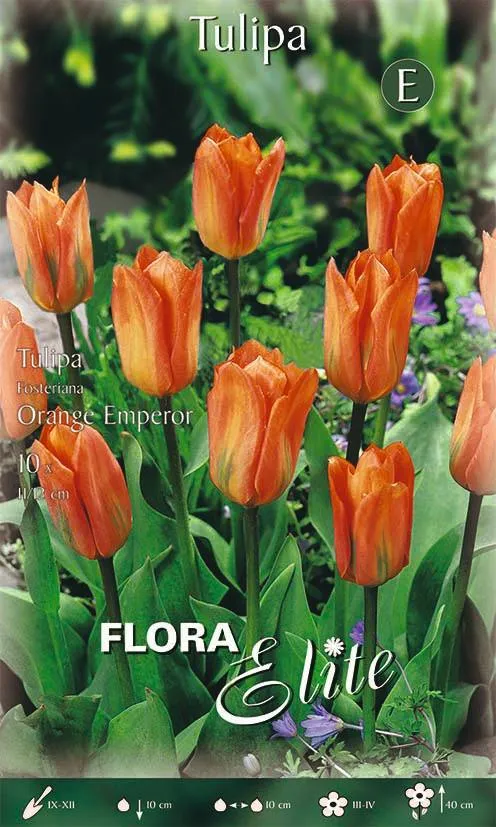 Bulbi di Tulipano Fosteriana Orange Emperor 10 Bulbi