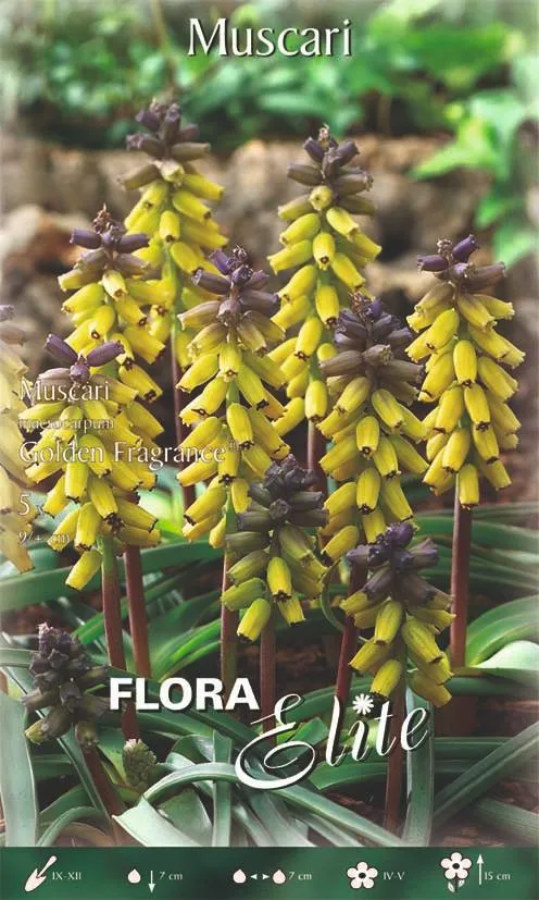 Bulbi di Muscari Macrocarpum Golden Fragrance 5 Bulbi