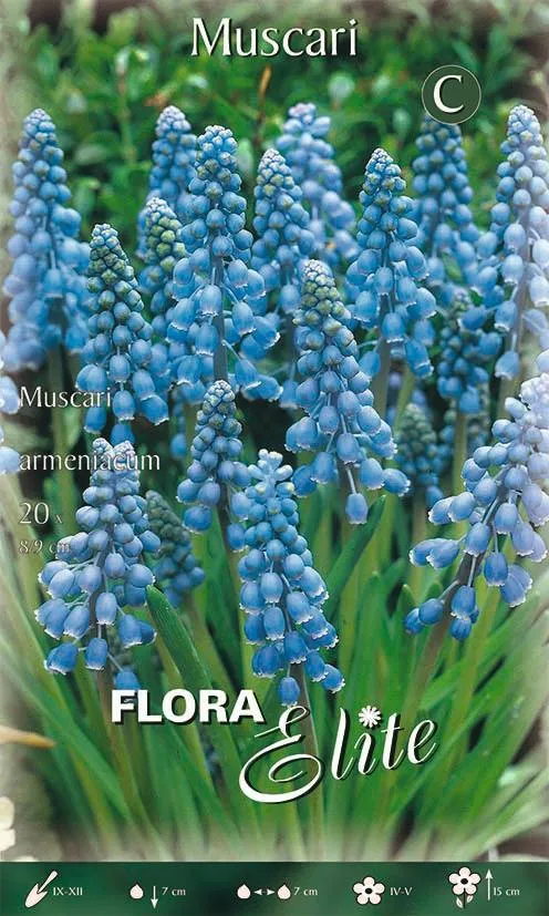 Bulbi di Muscari Armeniacum 20 Bulbi