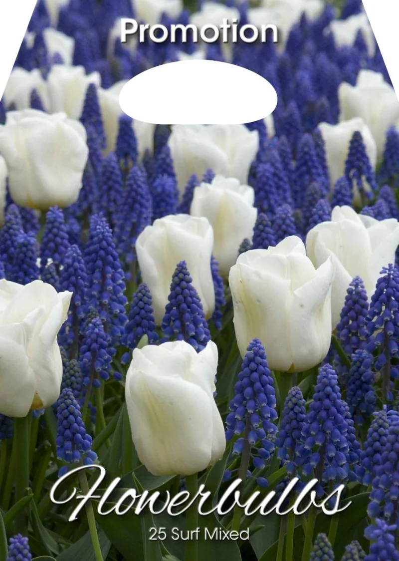 Bulbi da Fiore Misti Tulipani e Muscari Surf 25 Bulbi