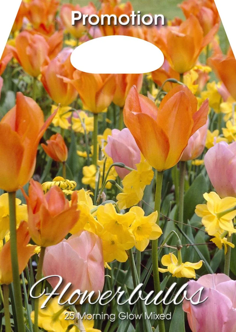 Mix Bulbi da Fiore Morning Glow 25 Bulbi