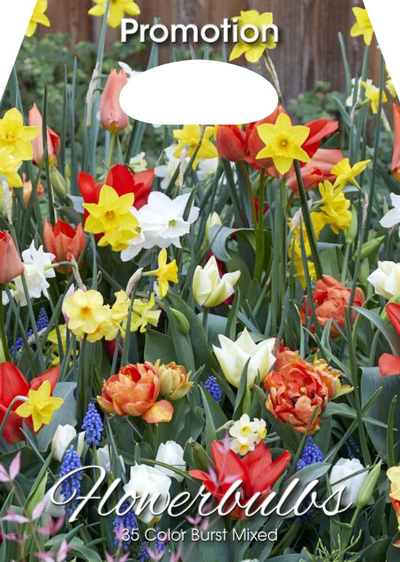 Mix Bulbi da Fiore Color Burst 35 Bulbi