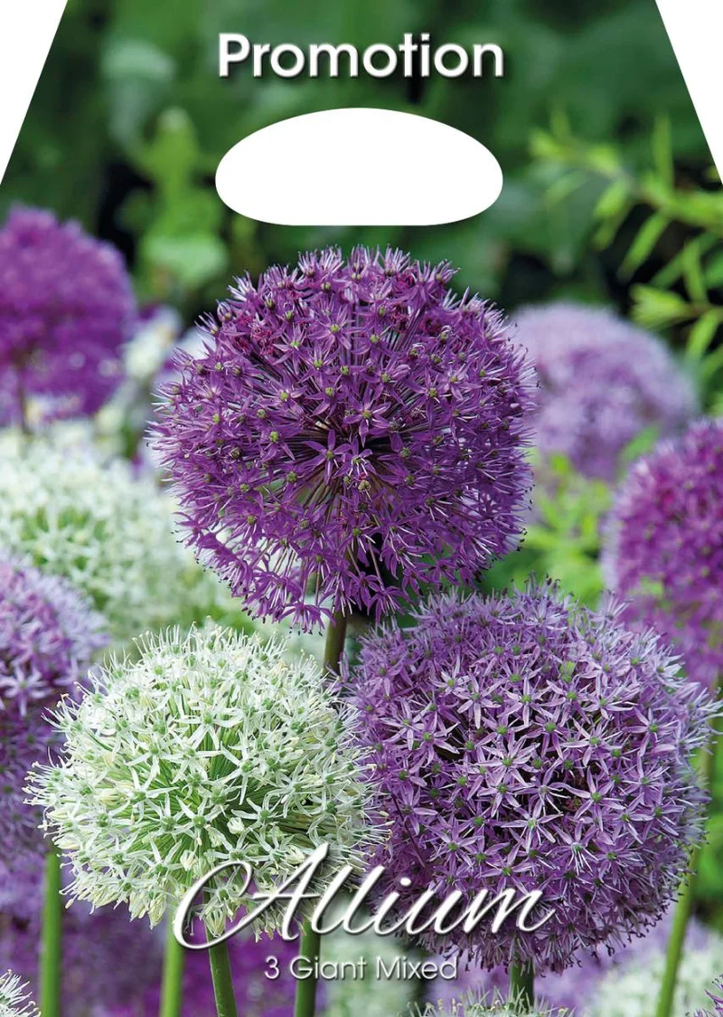 Bulbi di Allium Misto Gigante 3 Bulbi