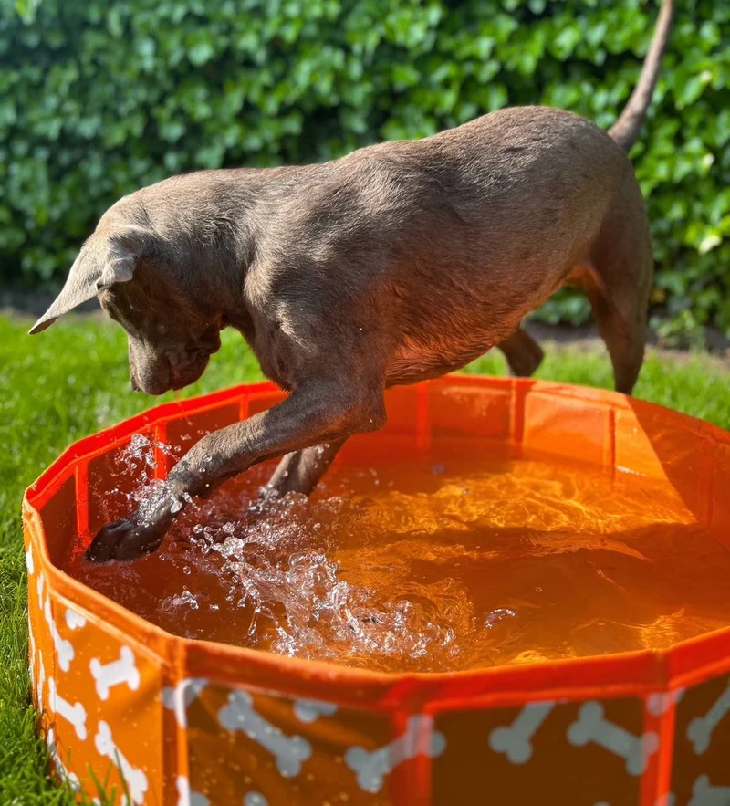 Swim Essentials - Bonebash | Oranje Honden Zwembad Ø 80 cm