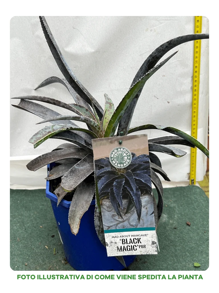 MANGAVE BLACK MAGIC 18CM