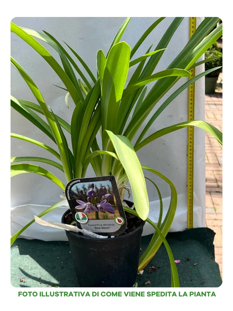 AGAPANTHUS BLUE STORM VASO 18CM