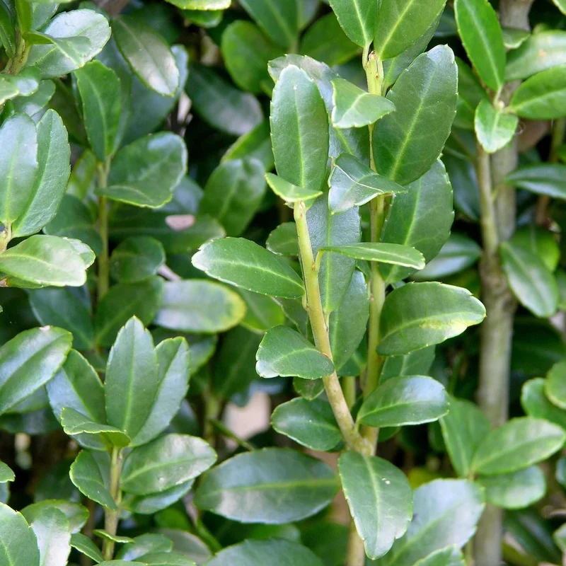 Ilex Crenata Dark Green a Cespuglio in Vaso da 17cm