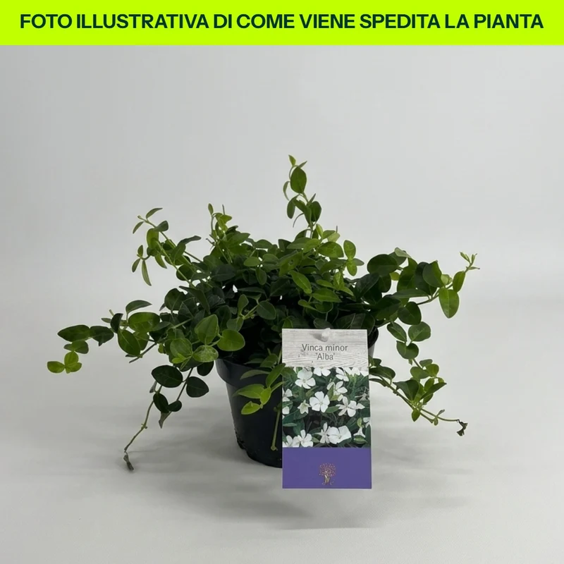 VINCA MINOR ALBA FIORE BIANCO IN VASO 15CM