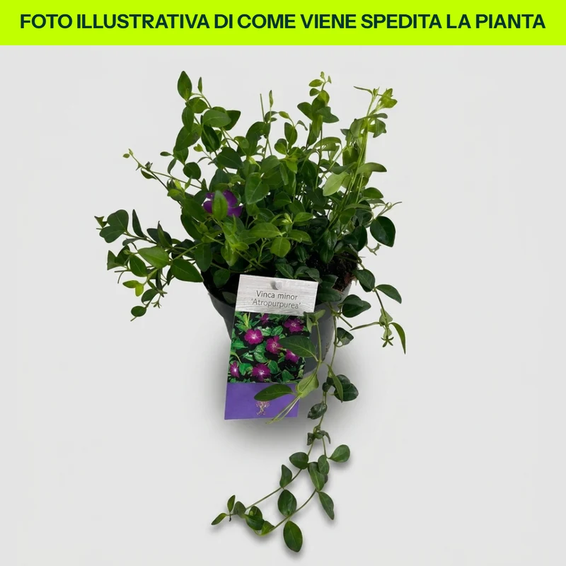VINCA VIOLA ATROPURPUREA IN VASO 15CM