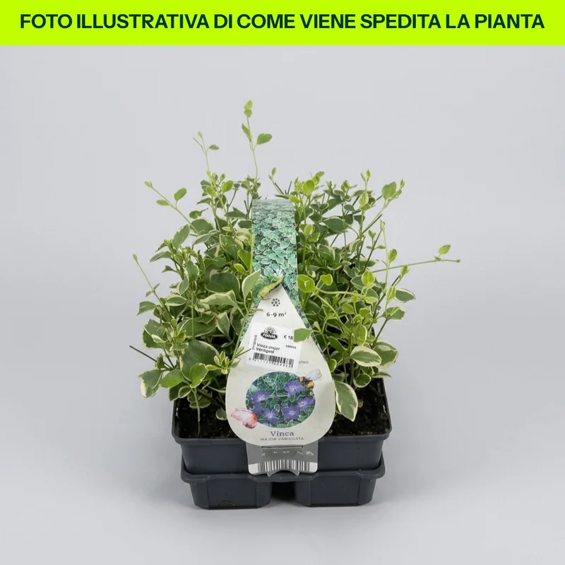 VINCA MAJOR VARIEGATA CLAYETTE VASCHETTA DA 6 PIANTINI IN VASETTI 9CM
