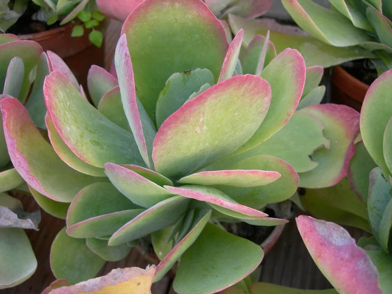 KALANCHOE THYRSIFLORA IN VASO 10,5CM