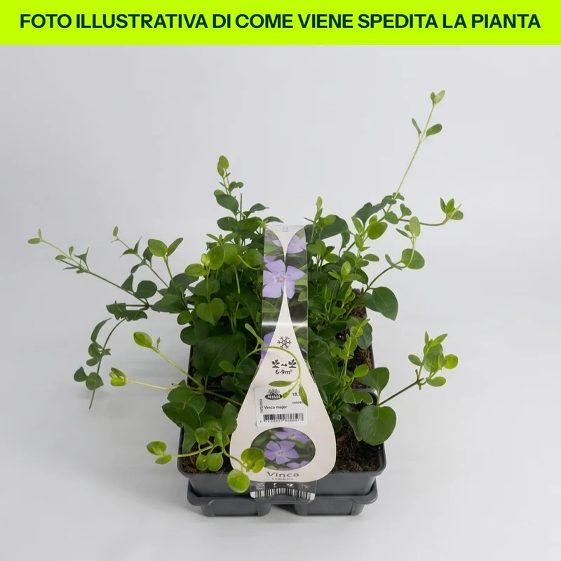 VINCA MAJOR CLAYETTE VASCHETTA DA 6 PIANTINI IN VASETTI 9CM