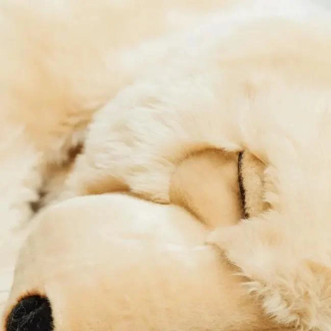 Ma peluche Ours Lucien - La Pelucherie