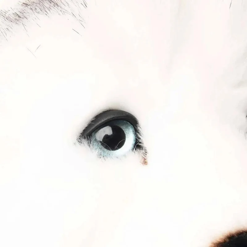 Ma peluche Husky Léonard - La Pelucherie