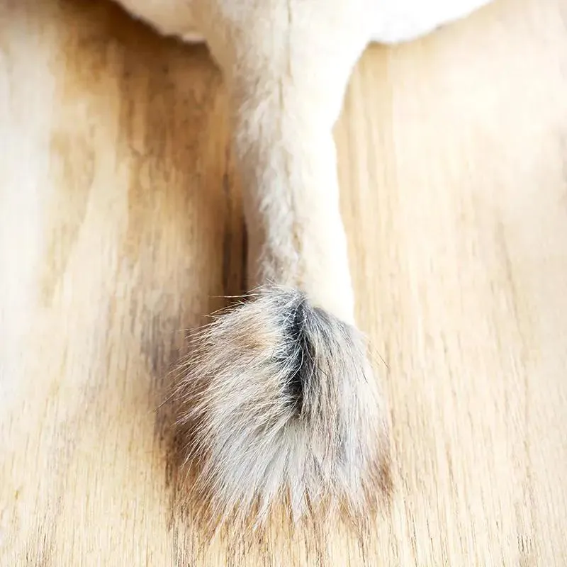 Ma peluche Lion Melchior - La Pelucherie