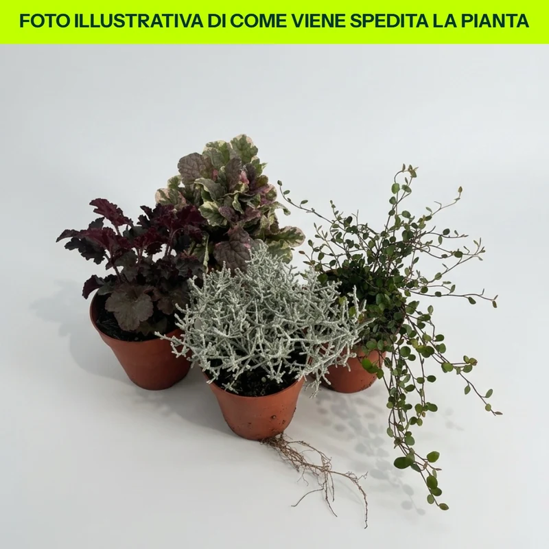 Autunno Misto - Offerta 3 Varietà Di Piante Perenni in vaso da 9cm