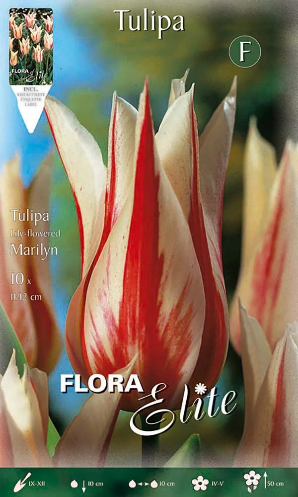 Bulbi di Tulipano Lily-Flowered Marilyn (CONFEZIONE DA 7 BULBI)