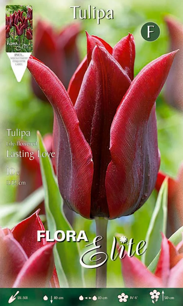 Bulbi di Tulipano Lily-Flowered Lasting Love (CONFEZIONE DA 7 BULBI)