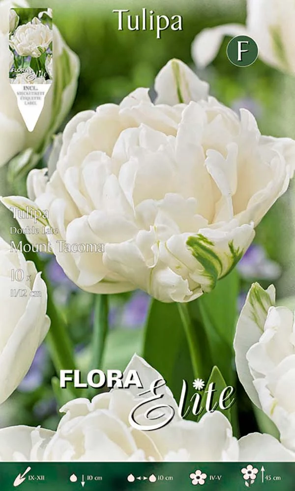 Bulbi di tulipano Double Late Mount Tacoma (CONFEZIONE DA 7 BULBI)