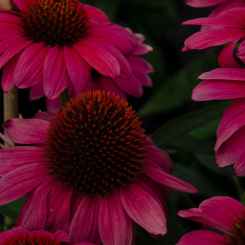 ECHINACEA IN VASO DA 14CM COLORI ASSORTITI