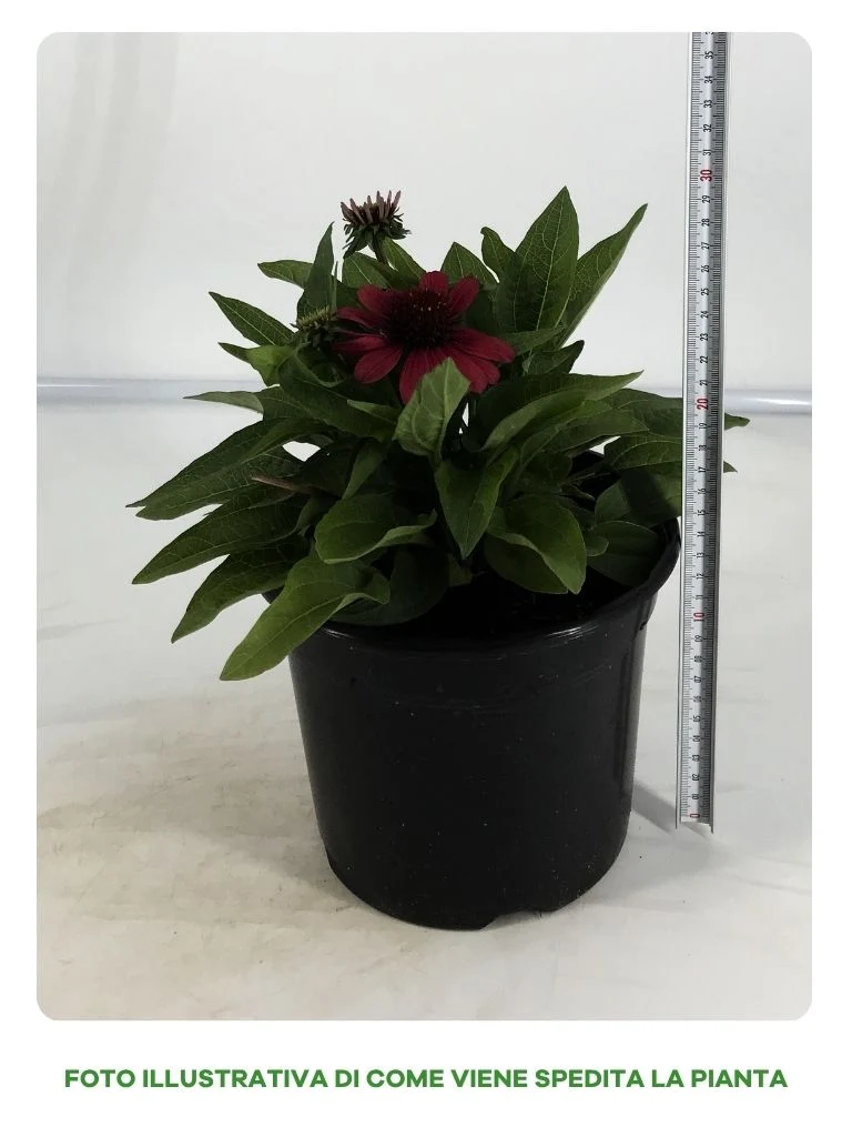 ECHINACEA IN VASO DA 14CM COLORI ASSORTITI