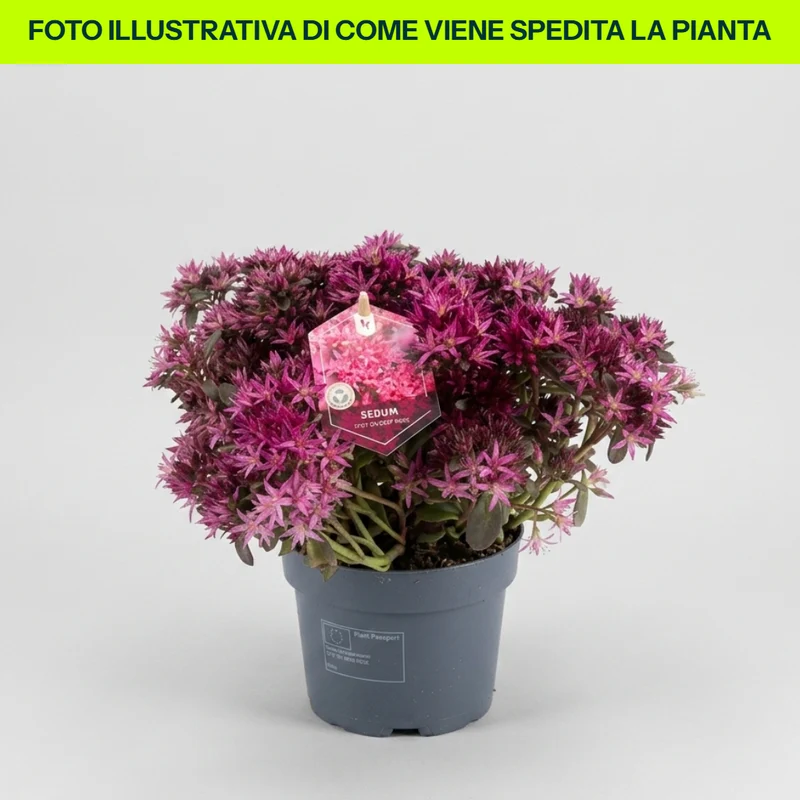 Sedum Spurium Spot On Deep Rose in vaso da 12cm