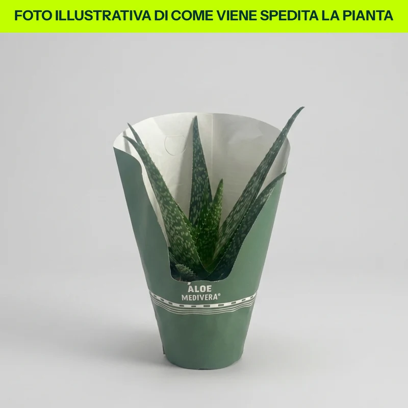 ALOE VERA IN VASO 14CM