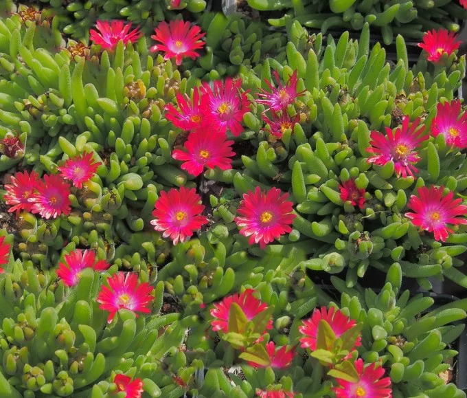 DELOSPERMA MESEMBRYANTHEMUM VASO 12/13CM FUCSIA