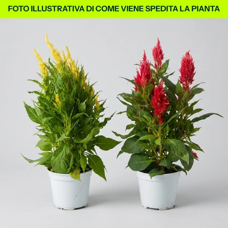 Celosia in vaso da 14cm Assortito