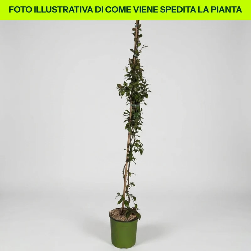 Trachelospermum Christabel Bielenberg in vaso da 18cm