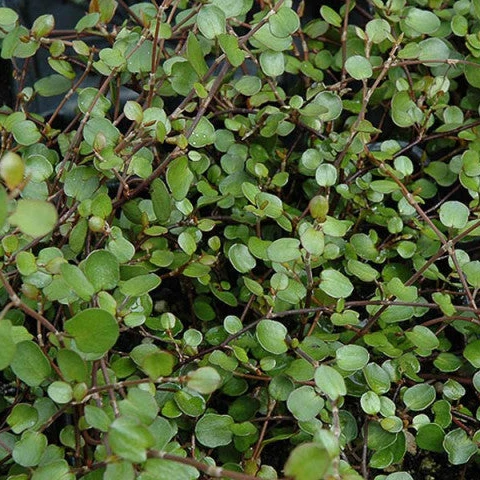MUEHLENBECKIA CUORE IN VASO 9CM