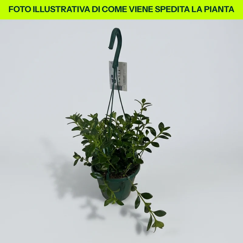 Nematanthus in vaso da 14cm
