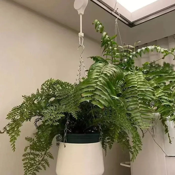 PlantLift – Innovativt planteophængningssystem med loftmontering