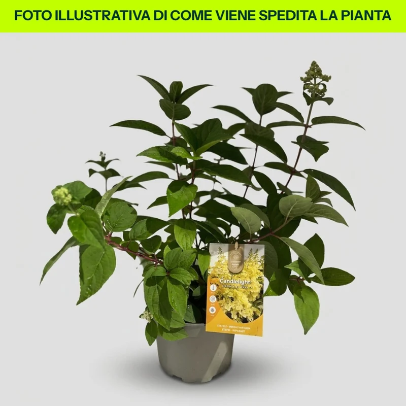 Hydrangea Paniculata Candlelight in vaso da 19cm